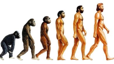 Photo of Эволюция человечества: от древности до настоящего